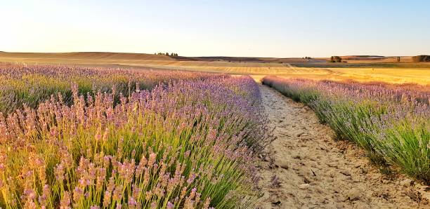 istock Field sown with lavender in full bloom 1167590706