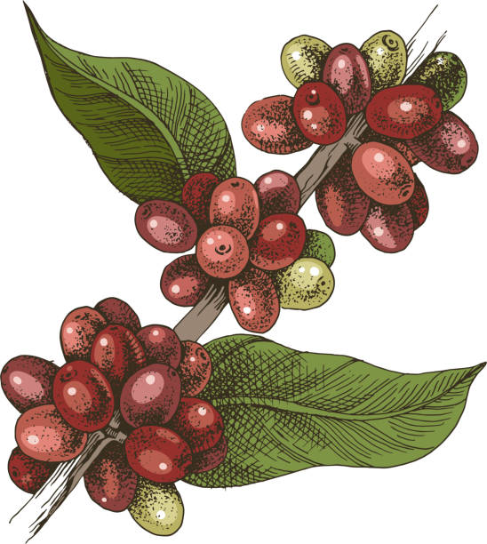 рука обращается красочные ветви кофе - coffee plant stock illustrations