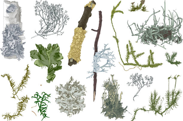 ręcznie rysowane mchy i porosty - peat moss obrazy stock illustrations
