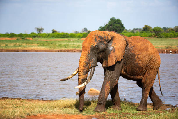 istock A big red elephant after bathing near a water hole 1167596212