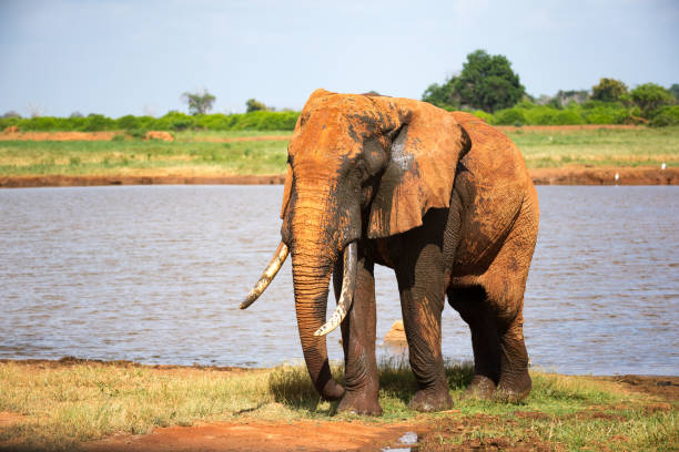 istock A big red elephant after bathing near a water hole 1167596235