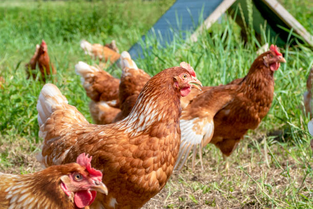 istock Free range chickens on organic farm pecking in the grass 1167596300