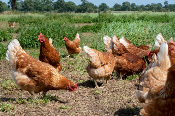 istock Free range chickens on organic farm pecking in the grass 1167596311