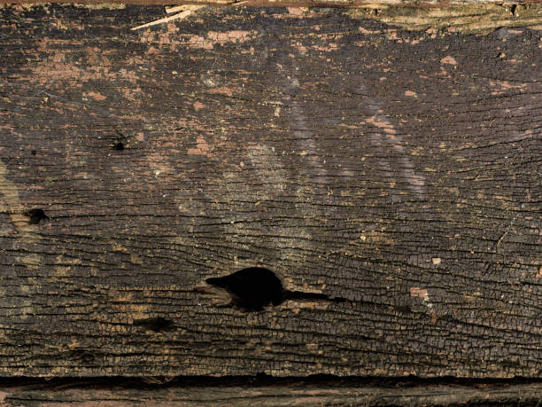 istock Texture of bark old wood use as natural background 1167596381