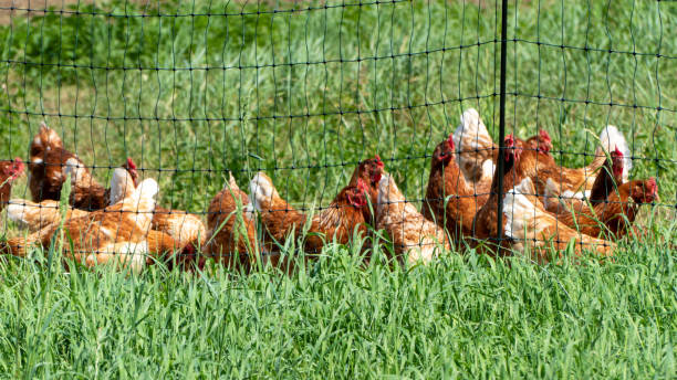 Free range chickens on organic farm pecking in the grass