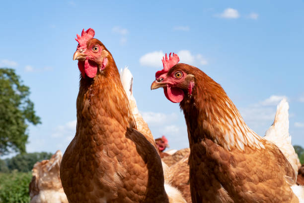 istock Free range chickens on organic farm pecking in the grass 1167596420