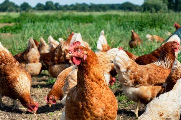 istock Free range chickens on organic farm pecking in the grass 1167596426