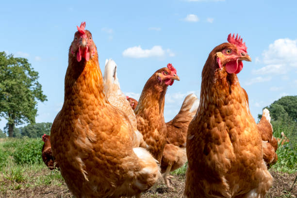 istock Free range chickens on organic farm pecking in the grass 1167596427