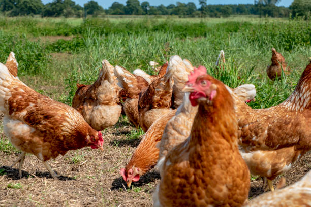 istock Free range chickens on organic farm pecking in the grass 1167596428