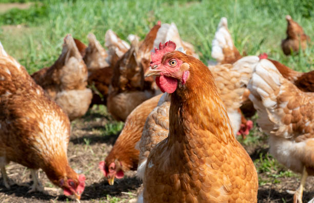 istock Free range chickens on organic farm pecking in the grass 1167596433