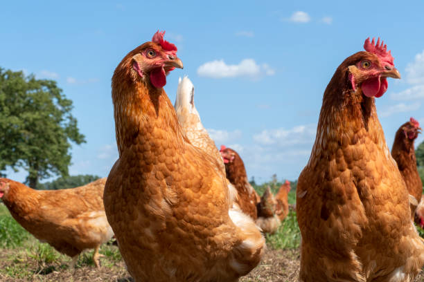 istock Free range chickens on organic farm pecking in the grass 1167596538