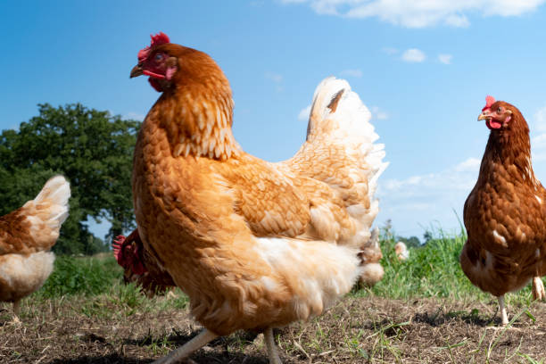 istock Free range chickens on organic farm pecking in the grass 1167596543