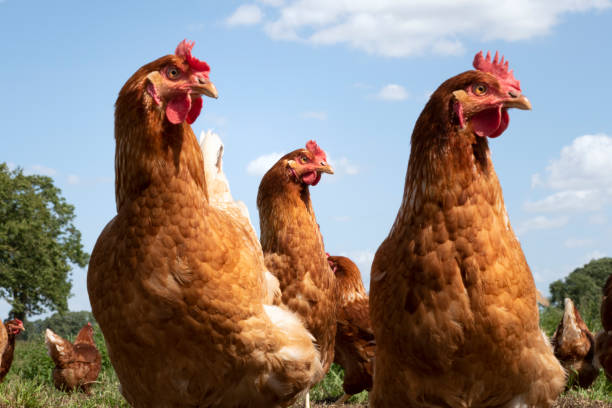 istock Free range chickens on organic farm pecking in the grass 1167596545