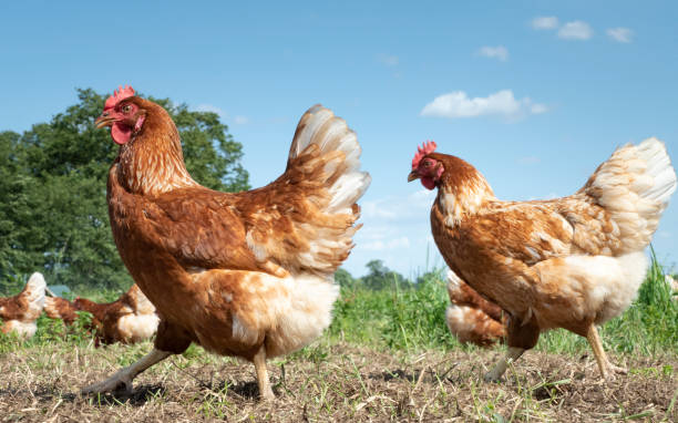 istock Free range chickens on organic farm pecking in the grass 1167596620