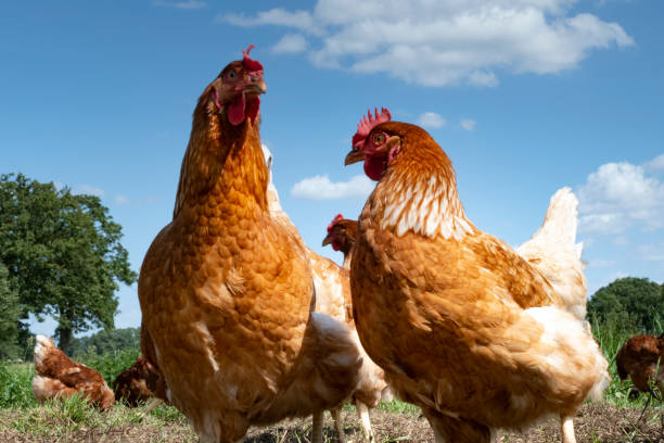 istock Free range chickens on organic farm pecking in the grass 1167596630