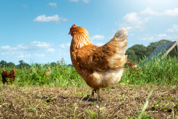 istock Free range chickens on organic farm pecking in the grass 1167596647
