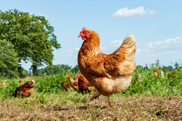 istock Free range chickens on organic farm pecking in the grass 1167596680