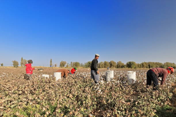 lavoratori uiguri alla raccolta del cotone vicino alla città di qiemo-cherchen. contea di qiemo-xinjiang-cina-0398 - uighur foto e immagini stock