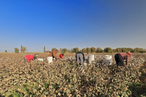 lavoratori uiguri alla raccolta del cotone vicino alla città di qiemo-cherchen. contea di qiemo-xinjiang-cina-0397 - uighur foto e immagini stock