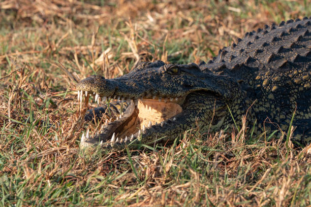 istock Crocodile with Mouth Wide Open Showing Teeth 1167597346
