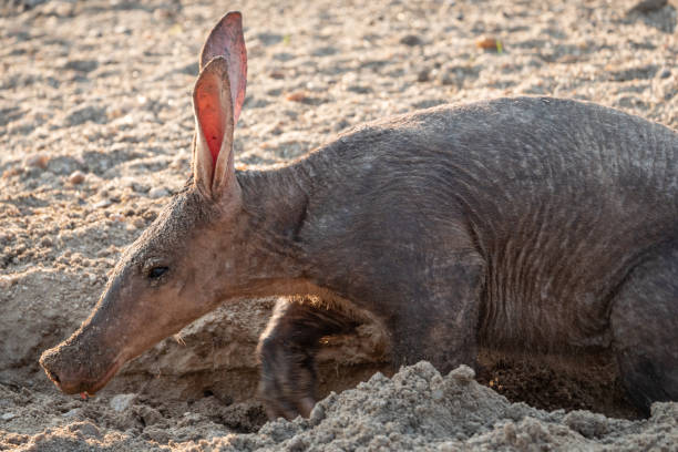 aardvark in de kalahari, namibië-close-up - afrika afrika stockfoto's en -beelden