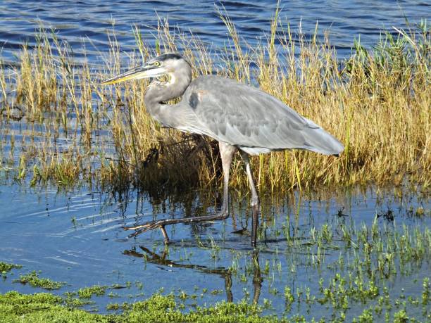 istock Great Blue Heron (Ardea herodias) walking in a lake 1167598859