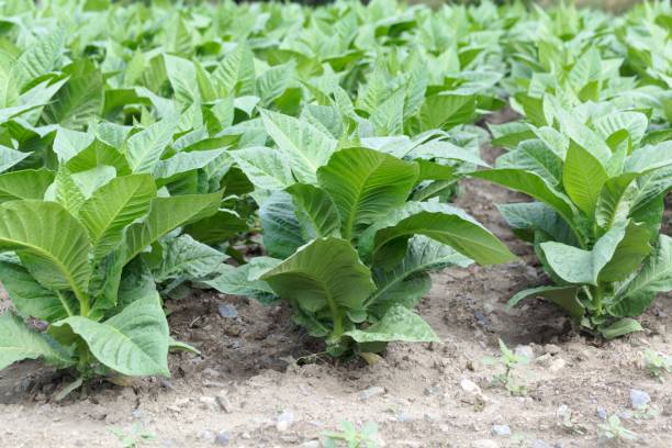 istock Tobacco plants in a field 1167598989