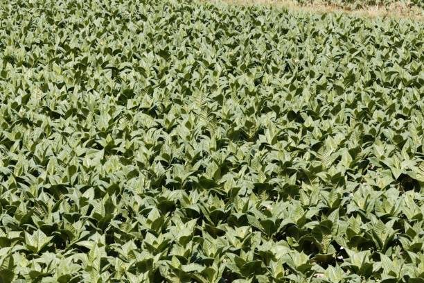 vista em um campo com plantas de tabaco - tobaco - fotografias e filmes do acervo