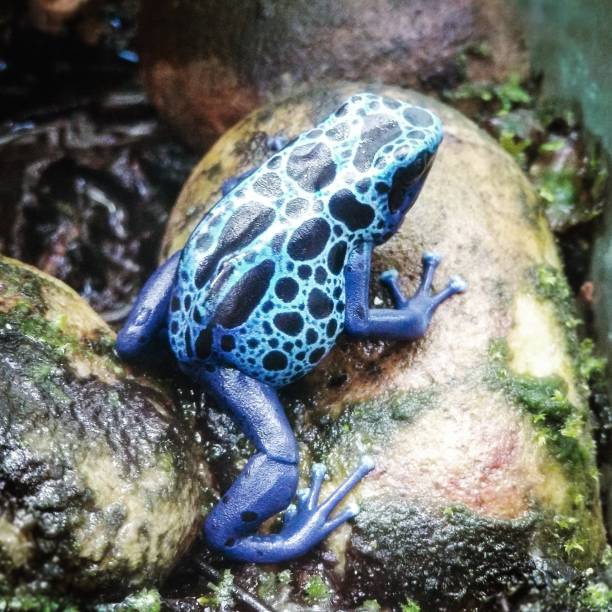 블루 포이즌 다트 개구리 - blue poison arrow frog 뉴스 사진 이미지