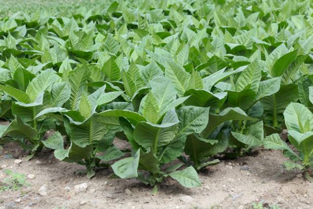 plantes de tabac dans un domaine - tobaco photos et images de collection