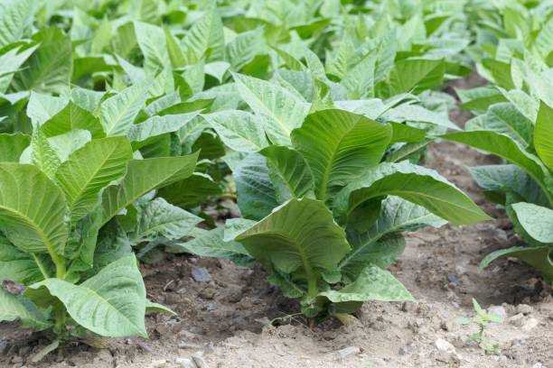 istock Tobacco plants in a field 1167599969