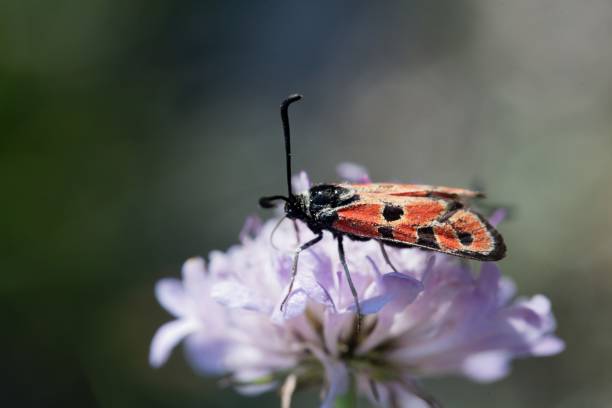istock Merry Burnet, Zygaena hilaris, on a flower 1167601499