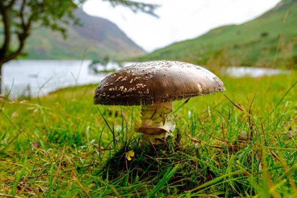 istock Mushroom by the Lake 1167602180