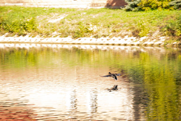 Beautiful colorful ducks on pond in autumn park