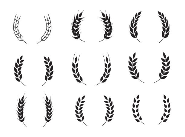 ilustrações, clipart, desenhos animados e ícones de grões do trigo de formas diferentes ajustadas. - wheat ears