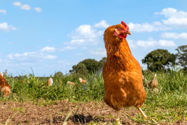 istock Free range chickens on organic farm pecking in the grass 1167603238