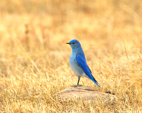 A male mountain bluebird standing in spring snow in the Rocky Mountains of Colorado.