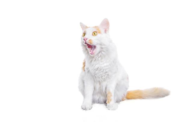 istock Funny tabby cat sitting and licking lips. Horizontali image isolated on white background. 1167604528