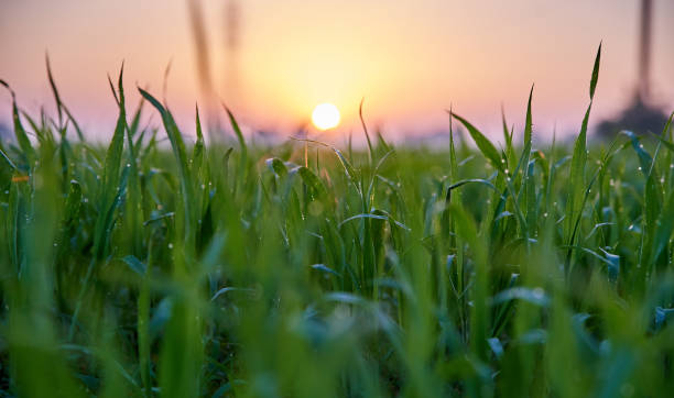 istock GREEN WHEAT GROWS, GRASS ON THE FIELD 1167608465