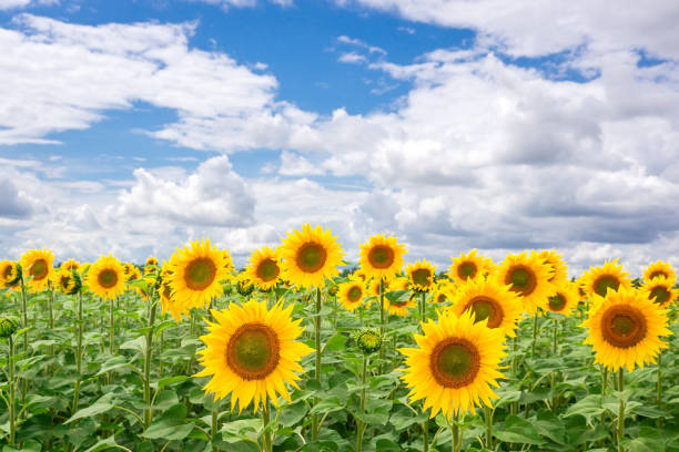 istock Sunflower field landscape 1167608935