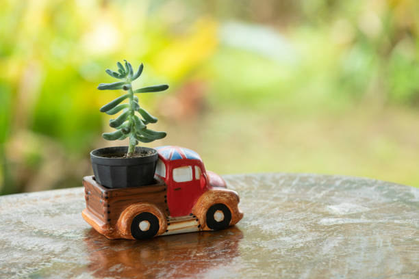 lovely pottery car carrying cactus with natural background