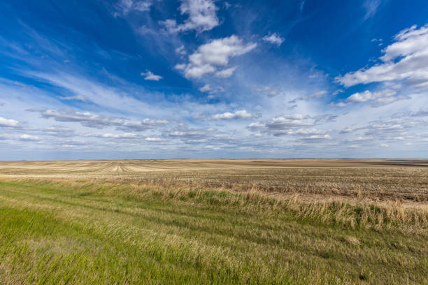 лето в прериях канады - prairie agriculture cloud cloudscape стоковые фото и изображения