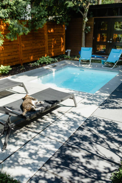 istock Cat relaxing lying down near a swimming pool 1167614344