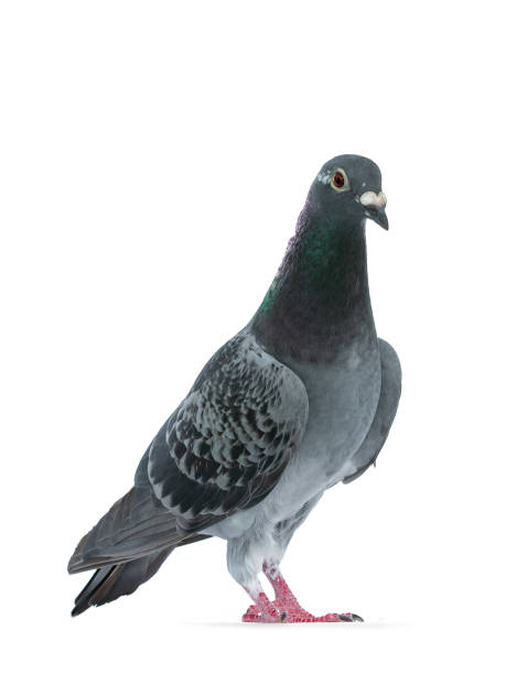 istock Young grey Racing Pigeon on white background 1167614924