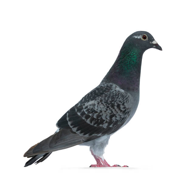 istock Young grey Racing Pigeon on white background 1167614926