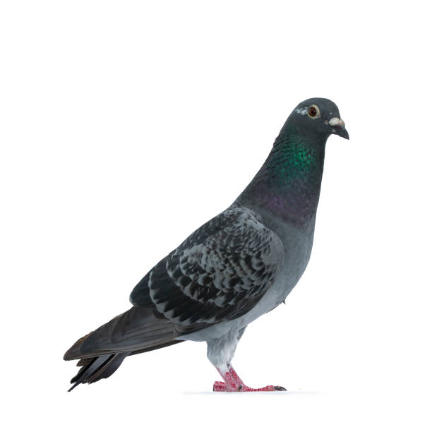 istock Young grey Racing Pigeon on white background 1167614961