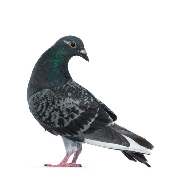 istock Young grey Racing Pigeon on white background 1167614965