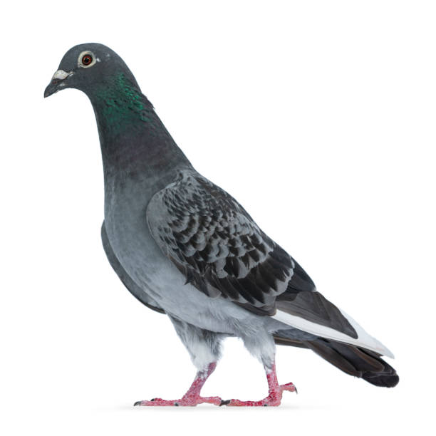 istock Young grey Racing Pigeon on white background 1167614998