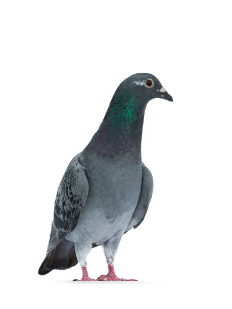 istock Young grey Racing Pigeon on white background 1167615001