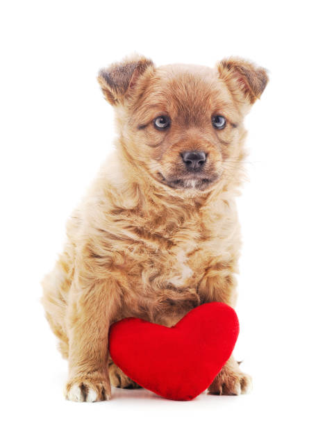 istock One little dog with a red heart. 1167617354
